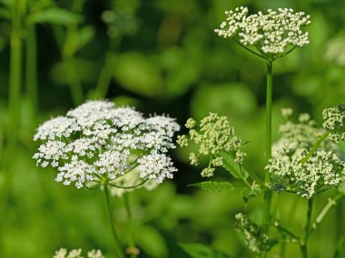 Aegopodyum podagraria 'da baharda çiçek açan toprak büyüğü.