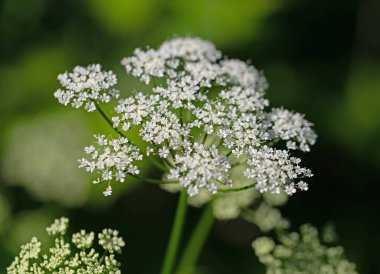 Aegopodyum podagraria 'da baharda çiçek açan toprak büyüğü.
