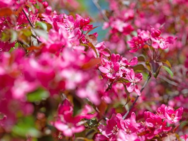 Baharda çiçek açan elma ağacı.