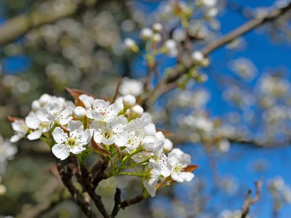 Bloosoms Nashi Pear Pyrus Pyrifolia Spring — 스톡 사진