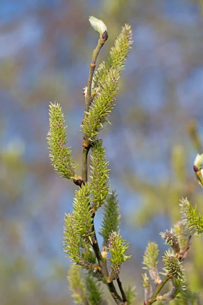 Flores Femeninas Del Sauce Común Salix Caprea —  Fotos de Stock