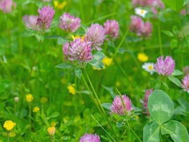 Çiçekli kırmızı yonca, Trifolium pratense, yakın plan.