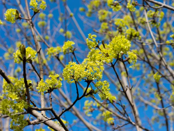 春のノルウェーカエデの開花 — ストック写真