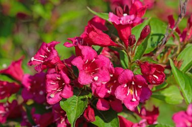 Çiçekli Weigelia, Weigela, baharda