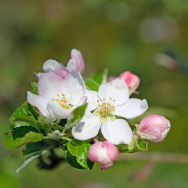 Çiçek açan elma ağacı, Malus, ilkbaharda yakın planda.