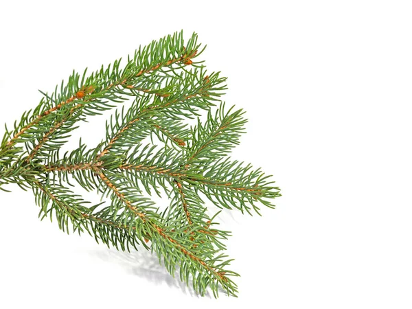 Blue Spruce Twig White Background — Stock Photo, Image