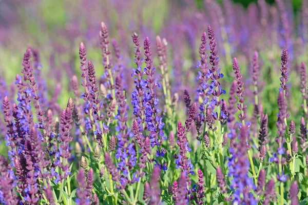 Violet Flowing Garden Sage Salvia Nemorosa Garden — 스톡 사진