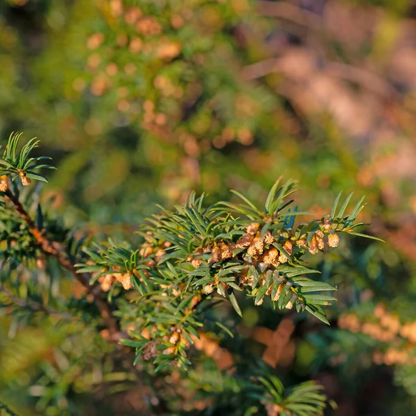 Tiszafa Női Virágai Taxus — Stock Fotó