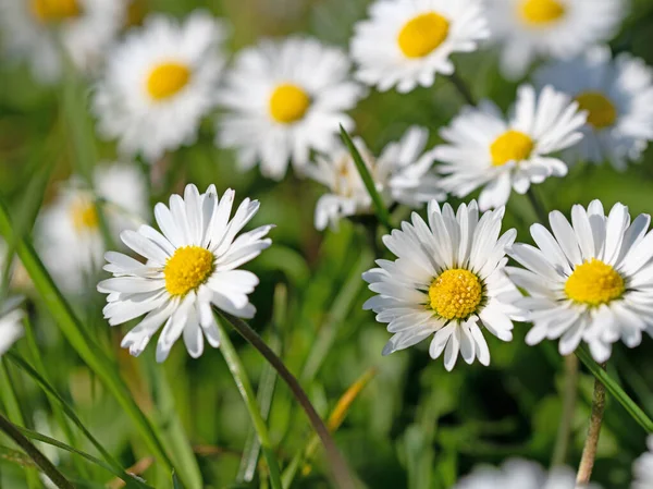 Papatyalar, Bellis Perennis, yakın planda.