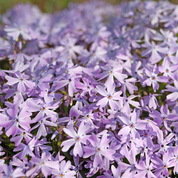 Blühender Polsterphlox Phlox Subulata — Stockfoto