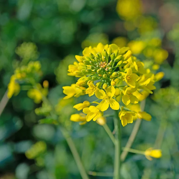 Bloeiende Koolzaad Brassica Napus Het Voorjaar — Stockfoto