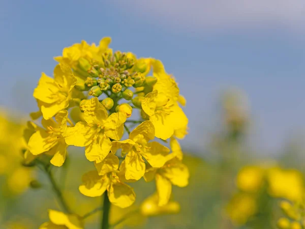 Colza Fiorita Brassica Napus Primavera — Foto Stock