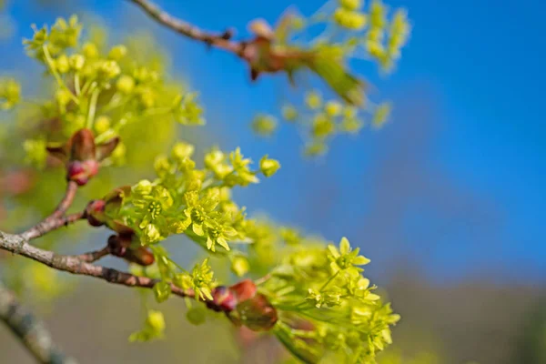 Blühender Norwegen Ahorn Frühling — Stockfoto