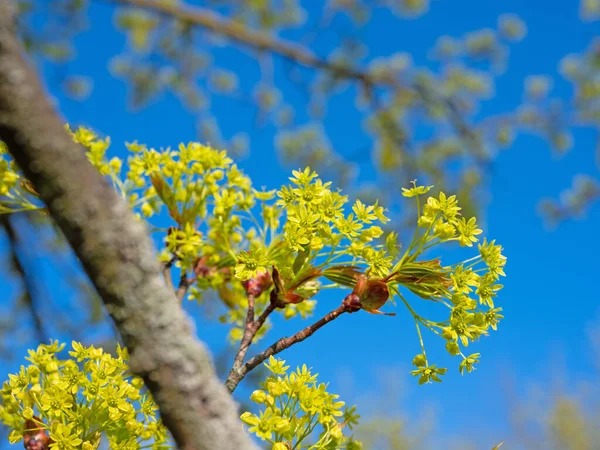 Blühender Norwegen Ahorn Frühling — Stockfoto