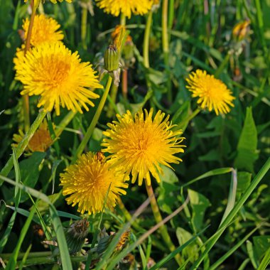 Çiçekli karahindiba, Taraxacum, baharda.