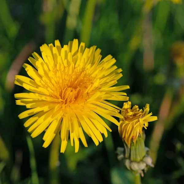 Flowering Dandelion Taraxacum Spring — Stockfoto