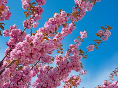 Japon karanfil kirazı, Prunus serrulata, baharda çiçek açıyor.