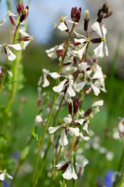 Çiçekli roket, Eruca vesicaria, yakın plan.