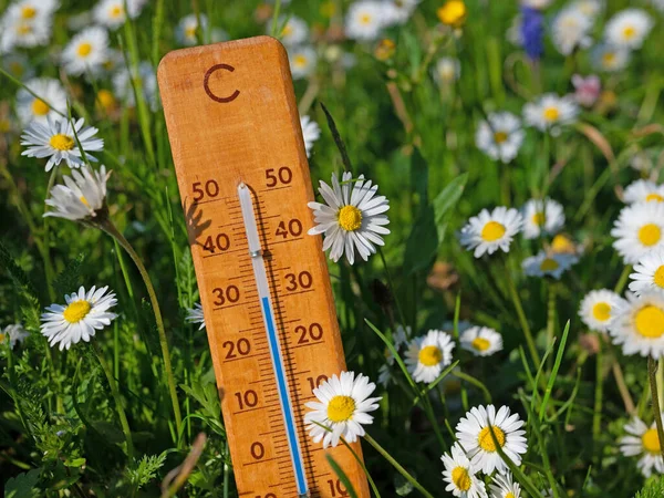 Thermometer Flower Meadow Summer Heat — Fotografia de Stock