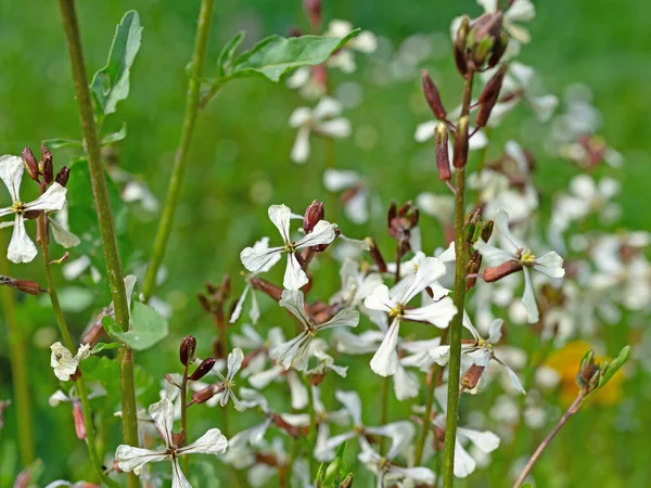 Çiçekli roket, Eruca vesicaria, yakın plan.