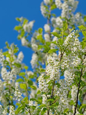 Bahar aylarında kiraz çiçeği açan erik çiçekleri.