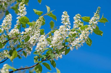 Bahar aylarında kiraz çiçeği açan erik çiçekleri.