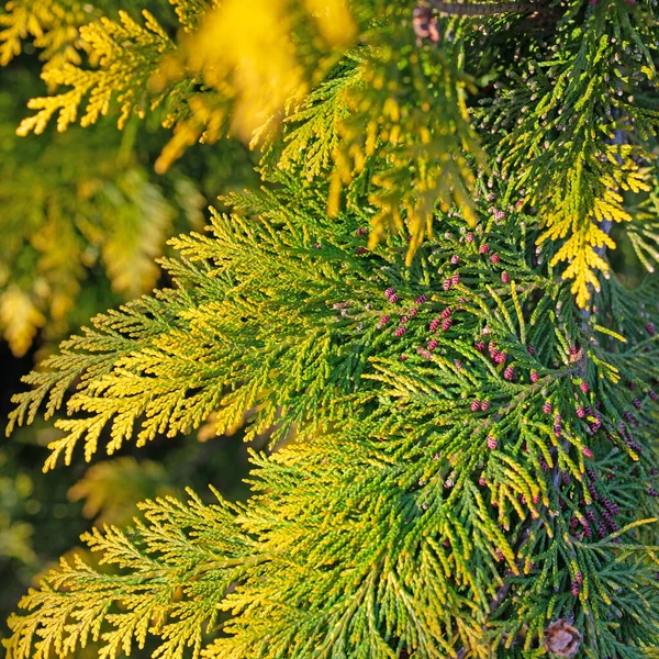 Manliga Kottar Falsk Cypress Lawsons Cypress — Stockfoto