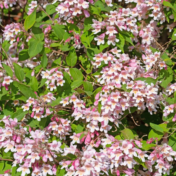 Kvetoucí Kolkwitzie Kolkwitzia Amabilis Jaře — Stock fotografie