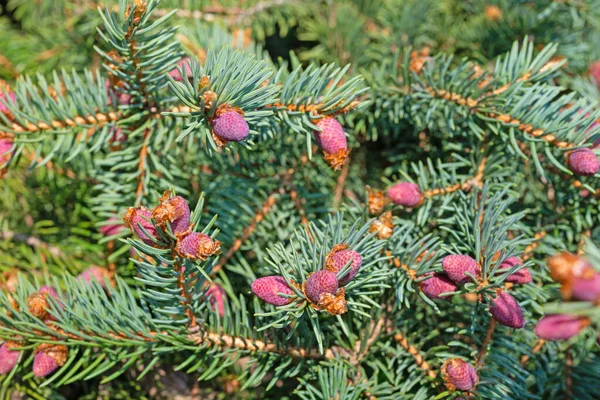 Virágok Norvégia Lucfenyő Picea Tavasszal — Stock Fotó