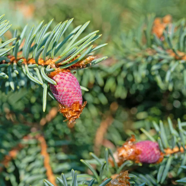 Virágok Norvégia Lucfenyő Picea Tavasszal — Stock Fotó