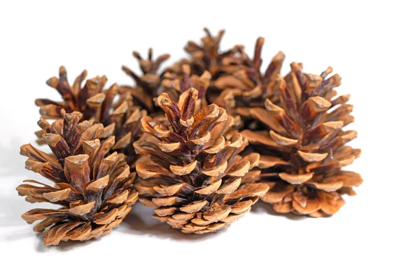 Pine Cones White Background Close — Stock Fotó