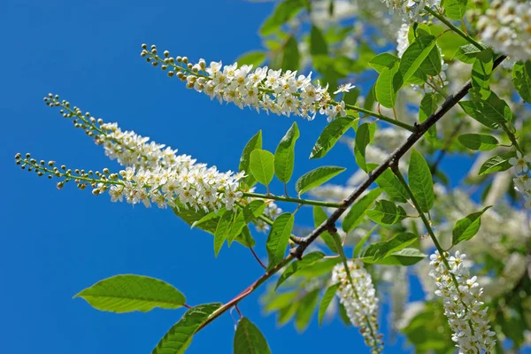 Kwitnąca Wiśnia Winogronowa Prunus Padus Wiosną — Zdjęcie stockowe
