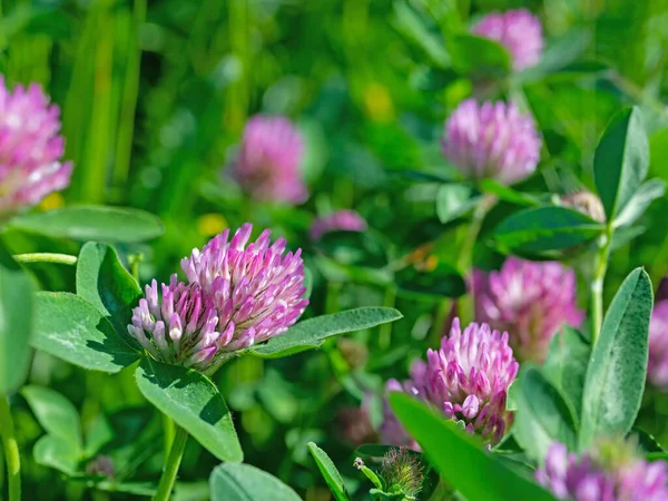 Çiçekli kırmızı yonca, Trifolium pratense