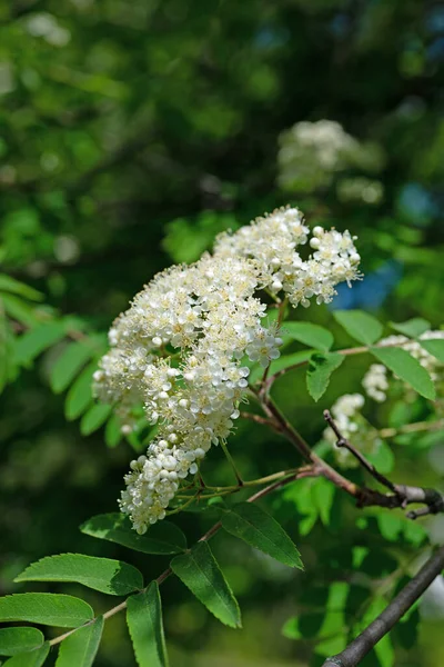 Blühende Eberesche Sorbus Aucuparia Frühling — Stockfoto