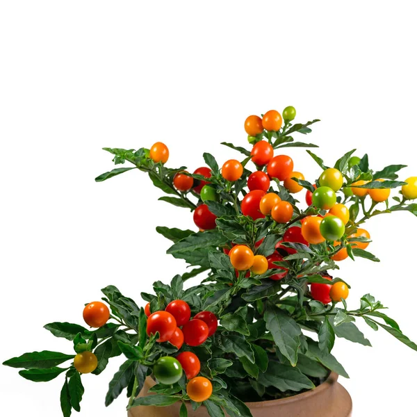 Vruchten Uit Koraalstruik Solanum Pseudocapsicum — Stockfoto