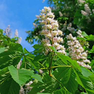 İlkbaharda çiçek açan kestane ağacı