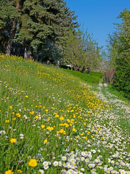 Papatyaları ve çiçekleri olan yabani bir çayır.