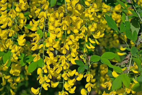Laburnum Floración Amarilla Primavera — Foto de Stock