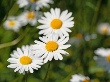 Baharda çiçek açan margueritler, Leucanthemum.