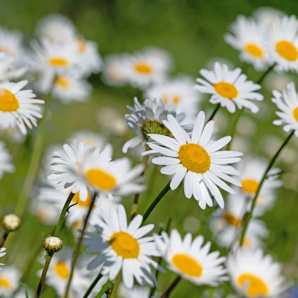 Baharda çiçek açan margueritler, Leucanthemum.
