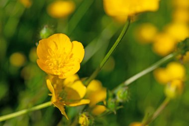 Düğünçiçeği, Ranunculus akrisi, baharda.
