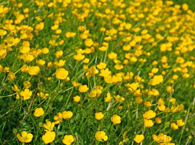 Düğünçiçeği, Ranunculus akrisi, baharda.