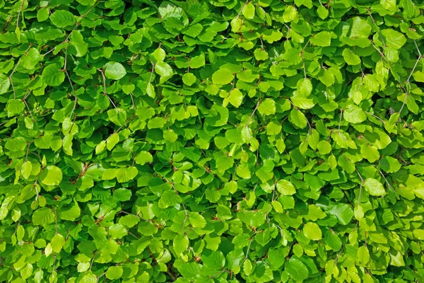 Hornbeam 'in genç yaprakları, Carpinus betulus, baharda