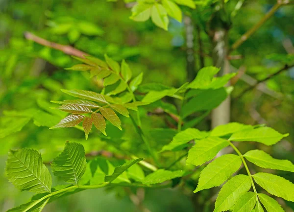 Alelade kül yaprakları, Fraxinus Excelsior