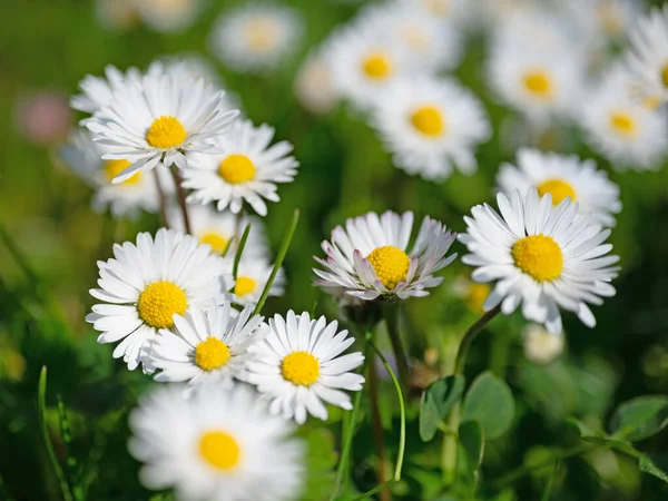 Papatyalar, Bellis Perennis, yakın planda.