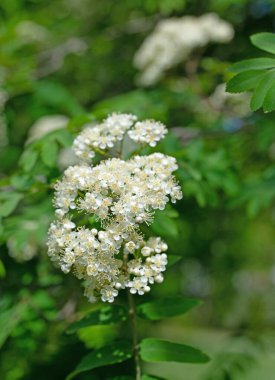 Çiçekli dağ külleri, Sorbus aucuparia, baharda.