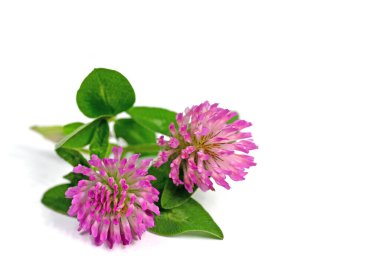 Kırmızı Yonca, Trifolium pratense, beyaz arkaplanda izole edilmiş.