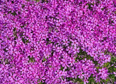 Çiçekli yastık fenomeni, Phlox subulata