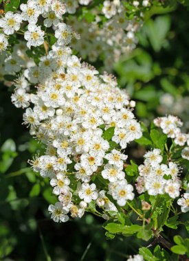 Çiçek açan dikenler, krataegus, baharda