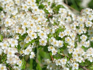 Çiçek açan dikenler, krataegus, baharda
